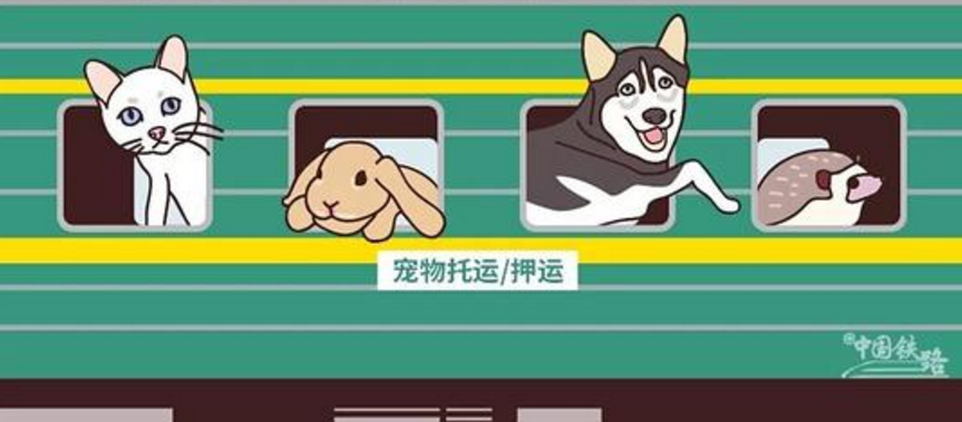 高铁可以带猫吗-第1张-交通-答答问