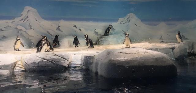 参观上海海洋水族馆的线路设计(顺序)-第1张-旅游-答答问