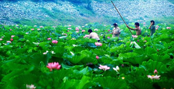 洪湖蓝田生态旅游风景区的观荷采莲廊-第1张-旅游-答答问