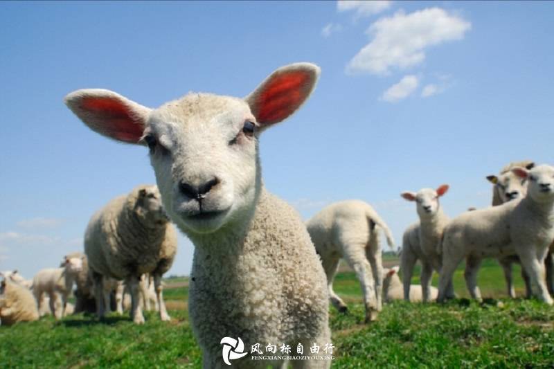 呼伦贝尔草原最适合亲子游的几个地方，旅游攻略-第1张-旅游-答答问