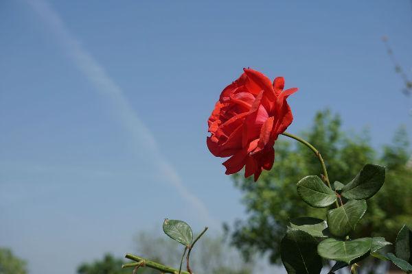 又到踏青时节 密云有哪些地方适合踏青？-第6张-旅游-答答问