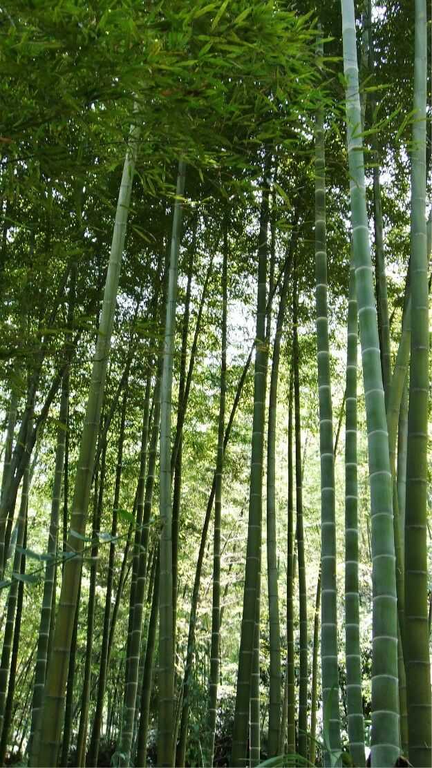 遵义市内有哪些好玩的旅游景点？-第4张-旅游-答答问