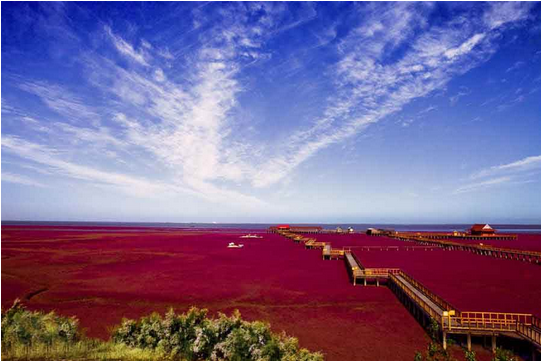 盘锦红海滩游玩攻略?-第1张-旅游-答答问