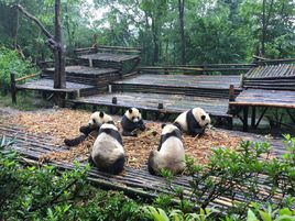 请问成都看大熊猫去哪里好？-第1张-旅游-答答问