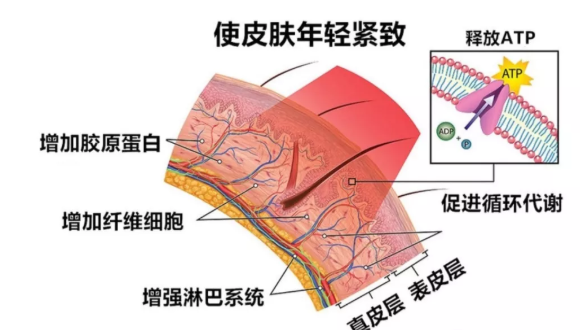 ATP是什么意思-第1张-交通-答答问