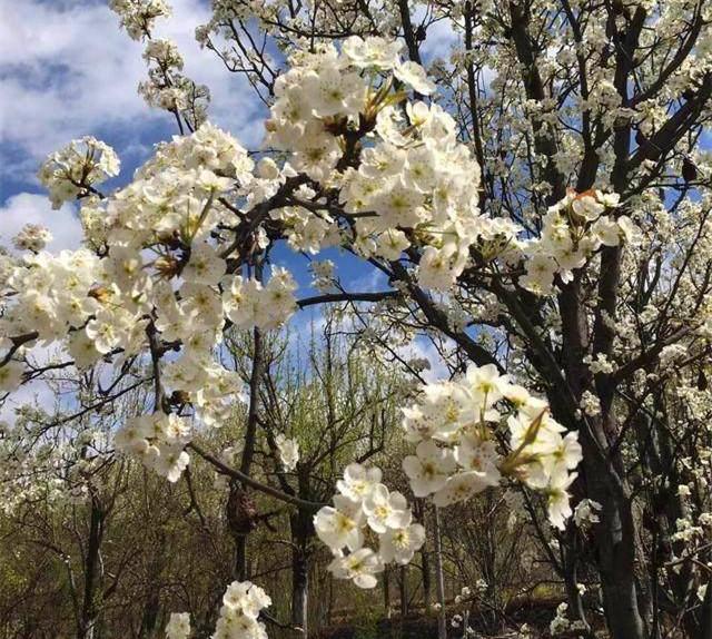 3月想去林芝看桃花，求线路和相关介绍攻略-第3张-旅游-答答问