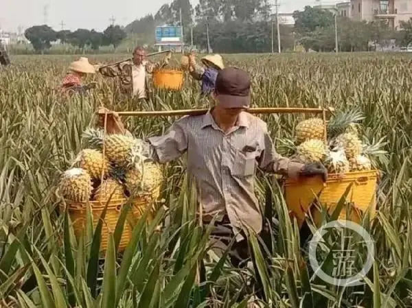 广东徐闻打造“菠萝专列”高铁送货，广东的菠萝口感如何-第1张-交通-答答问