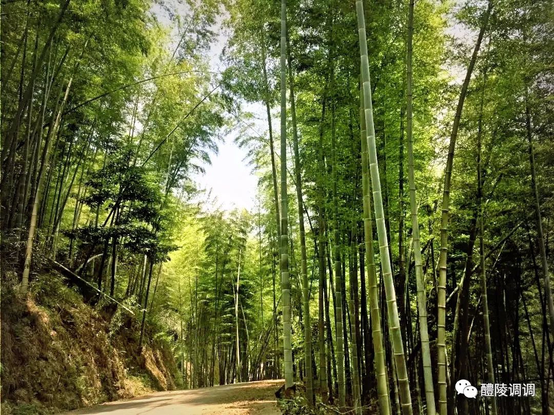 醴陵君子山有什么好玩的地方-第7张-旅游-答答问