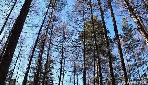 黑龙江旅游有什么值得一去的景点？-第8张-旅游-答答问
