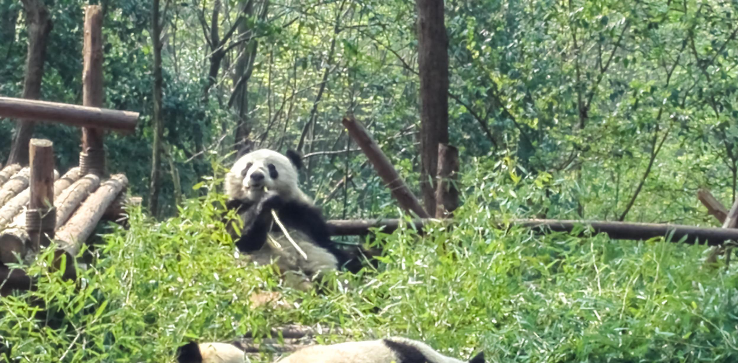 成都有熊猫基地，熊猫元素也随处可见，有怎样的特色-第1张-交通-答答问