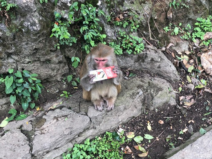 与我的爱车长安CS75一起到黔灵山公园一日游！-第14张-旅游-答答问