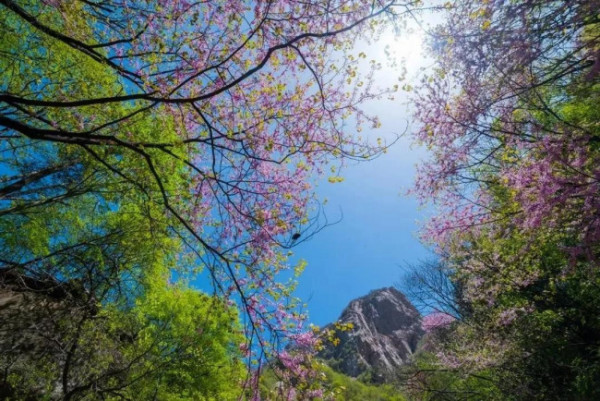 洛阳一日游-第6张-旅游-答答问