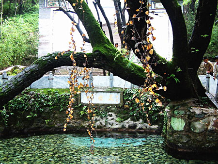 大理蝴蝶泉 大理蝴蝶泉旅游 大理蝴蝶泉景点 大理蝴蝶泉旅游攻略-第3张-旅游-答答问