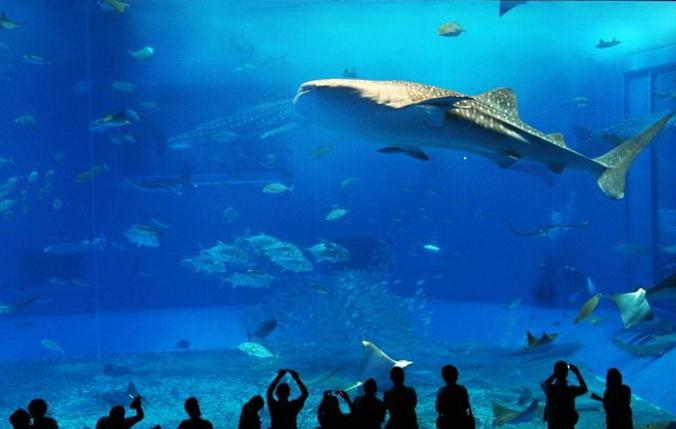 冲绳美丽海水族馆的介绍-第1张-旅游-答答问