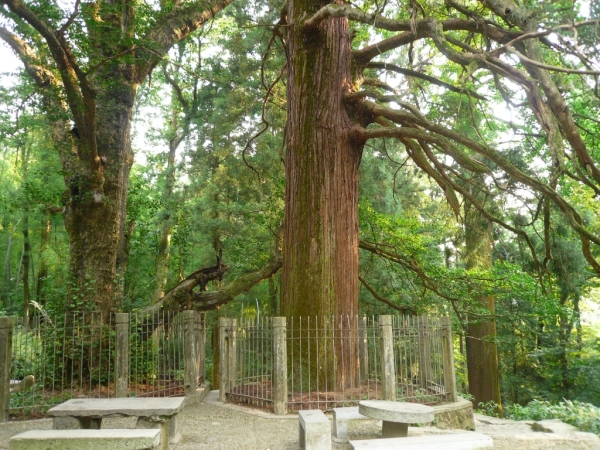 庐山几个必去景点一天游,推荐一下呗。-第7张-旅游-答答问
