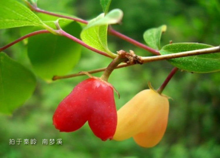 自驾从西安到成都走老路怎么走，主要是想体验秦岭-第3张-旅游-答答问