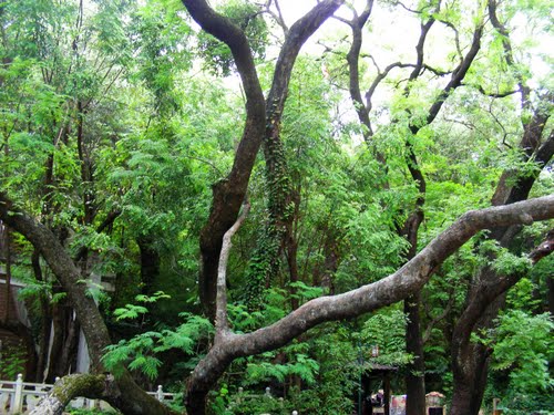 大理蝴蝶泉 大理蝴蝶泉旅游 大理蝴蝶泉景点 大理蝴蝶泉旅游攻略-第4张-旅游-答答问