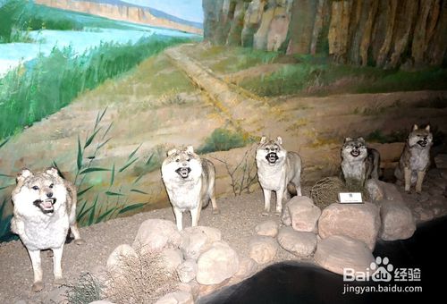 2月份，去宁夏水洞沟旅游景区，有哪些可游玩的项目？-第14张-旅游-答答问