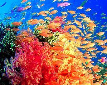 陆家嘴的上海海洋水族馆和长风公园的上海大洋海底世界哪个更好玩？-第2张-旅游-答答问