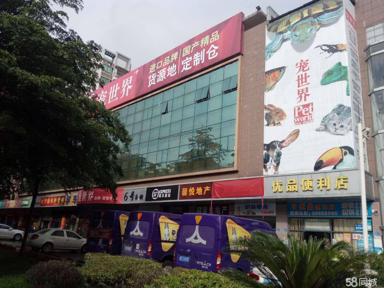 深圳有卖八哥犬的地方或宠物店（具体的地点和图片）新大名犬-第1张-交通-答答问