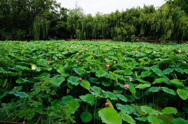 昆明翠湖游玩攻略有哪些？-第2张-旅游-答答问