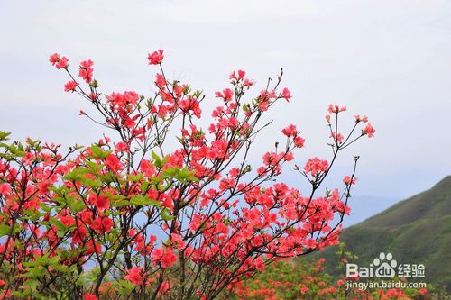 5月左右，浏阳大围山一日游，怎么玩最好？-第5张-旅游-答答问