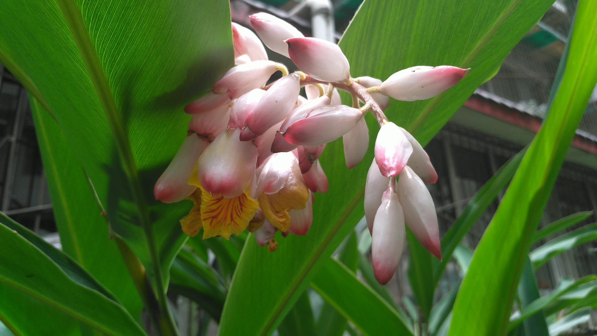 艳山姜叶如芭蕉，它究竟是什么植物它除了花色美丽外，还有哪些重要价值-第1张-交通-答答问